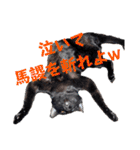しらすさん家の保護猫たち（個別スタンプ：28）