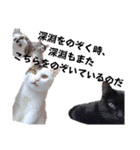 しらすさん家の保護猫たち（個別スタンプ：29）