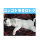 しらすさん家の保護猫たち（個別スタンプ：30）