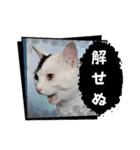 しらすさん家の保護猫たち（個別スタンプ：31）