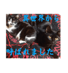 しらすさん家の保護猫たち（個別スタンプ：34）
