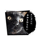 しらすさん家の保護猫たち（個別スタンプ：36）