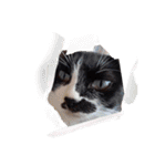 しらすさん家の保護猫たち（個別スタンプ：37）