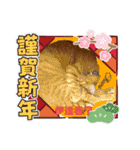 しらすさん家の保護猫たち（個別スタンプ：38）