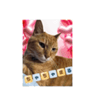 しらすさん家の保護猫たち（個別スタンプ：39）