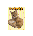 しらすさん家の保護猫たち（個別スタンプ：40）