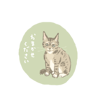 キジトラ猫のゆる敬語スタンプ（個別スタンプ：1）
