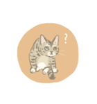 キジトラ猫のゆる敬語スタンプ（個別スタンプ：3）