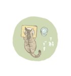 キジトラ猫のゆる敬語スタンプ（個別スタンプ：4）