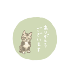 キジトラ猫のゆる敬語スタンプ（個別スタンプ：7）