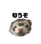 ココパイセン（個別スタンプ：1）