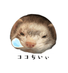 ココパイセン（個別スタンプ：6）