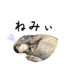 ココパイセン（個別スタンプ：13）