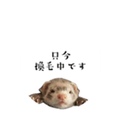 ココパイセン（個別スタンプ：14）