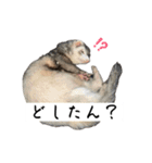 ココパイセン（個別スタンプ：15）