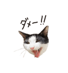 時雨と春雨（個別スタンプ：29）