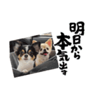 チワワ4兄妹 (ネオ・ピノ・イオ・のい)（個別スタンプ：5）