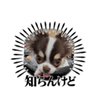 チワワ4兄妹 (ネオ・ピノ・イオ・のい)（個別スタンプ：6）