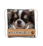 チワワ4兄妹 (ネオ・ピノ・イオ・のい)（個別スタンプ：8）