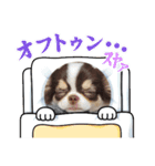 チワワ4兄妹 (ネオ・ピノ・イオ・のい)（個別スタンプ：11）