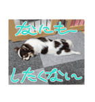 チワワ4兄妹 (ネオ・ピノ・イオ・のい)（個別スタンプ：15）