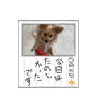 レオスタンプᜊ•ᴗ•ᜊ（個別スタンプ：3）