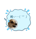 レオスタンプᜊ•ᴗ•ᜊ（個別スタンプ：9）