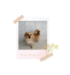 レオスタンプᜊ•ᴗ•ᜊ（個別スタンプ：14）