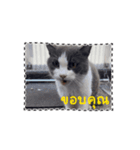 猫のダム タイ語バージョン ②（個別スタンプ：1）
