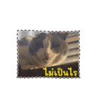 猫のダム タイ語バージョン ②（個別スタンプ：2）