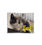 猫のダム タイ語バージョン ②（個別スタンプ：7）