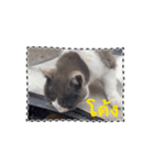 猫のダム タイ語バージョン ②（個別スタンプ：8）