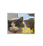 猫のダム タイ語バージョン ②（個別スタンプ：9）