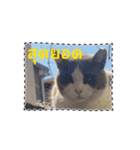猫のダム タイ語バージョン ②（個別スタンプ：11）