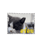 猫のダム タイ語バージョン ②（個別スタンプ：12）