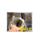 猫のダム タイ語バージョン ②（個別スタンプ：13）
