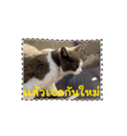 猫のダム タイ語バージョン ②（個別スタンプ：16）