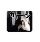 しっくすにゃんず（個別スタンプ：1）