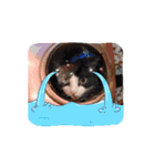 しっくすにゃんず（個別スタンプ：8）