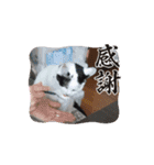 しっくすにゃんず（個別スタンプ：14）