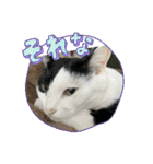 モーモー猫2（個別スタンプ：1）