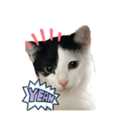 モーモー猫2（個別スタンプ：2）