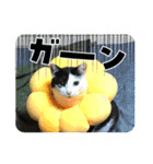 モーモー猫2（個別スタンプ：3）