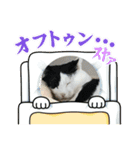 モーモー猫2（個別スタンプ：5）