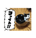 モーモー猫2（個別スタンプ：6）