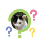 モーモー猫2（個別スタンプ：7）