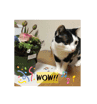 モーモー猫2（個別スタンプ：8）
