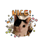 モーモー猫2（個別スタンプ：10）