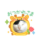モーモー猫2（個別スタンプ：11）