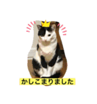 モーモー猫2（個別スタンプ：13）